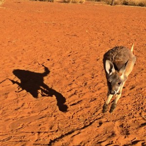 Bounding along with our shadow